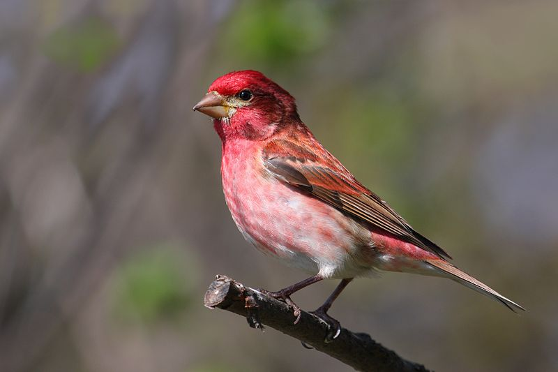 purple finch